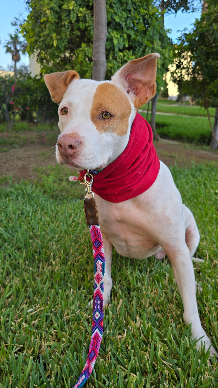 La correa ¡MÁS CHIC!