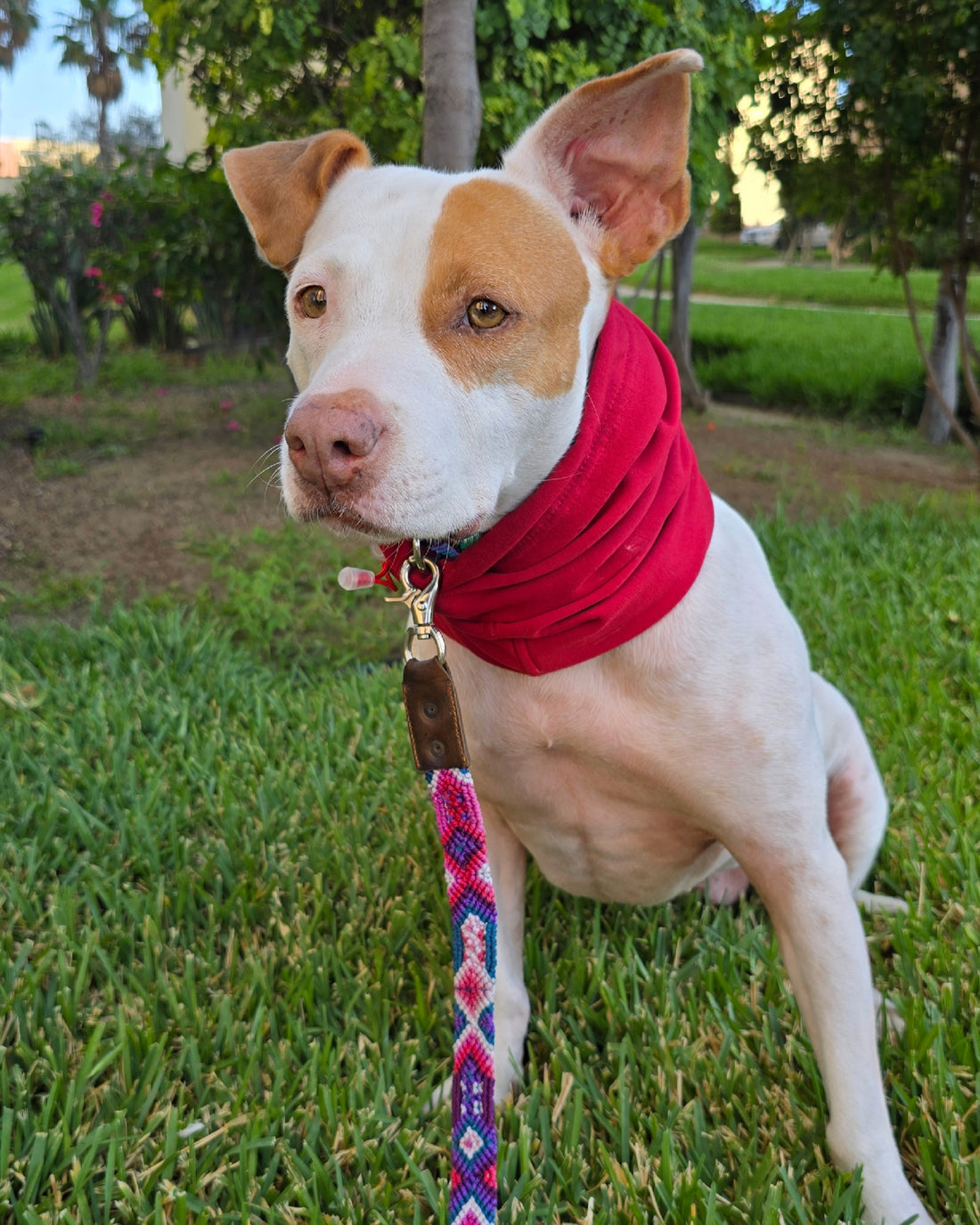 Snood Trendy Rojo ❤️