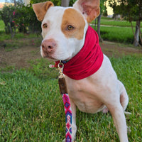 Snood Trendy Rojo ❤️