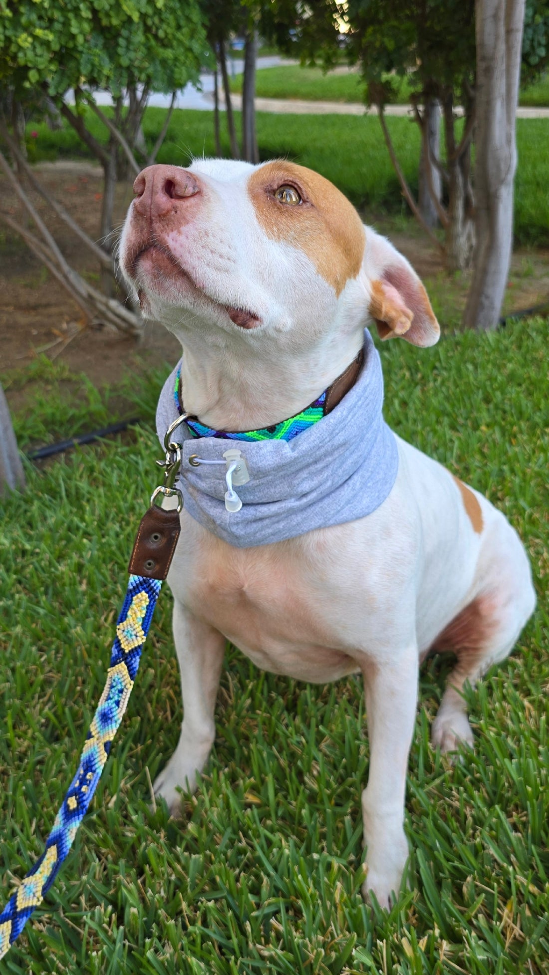 La correa ¡MÁS NICE!