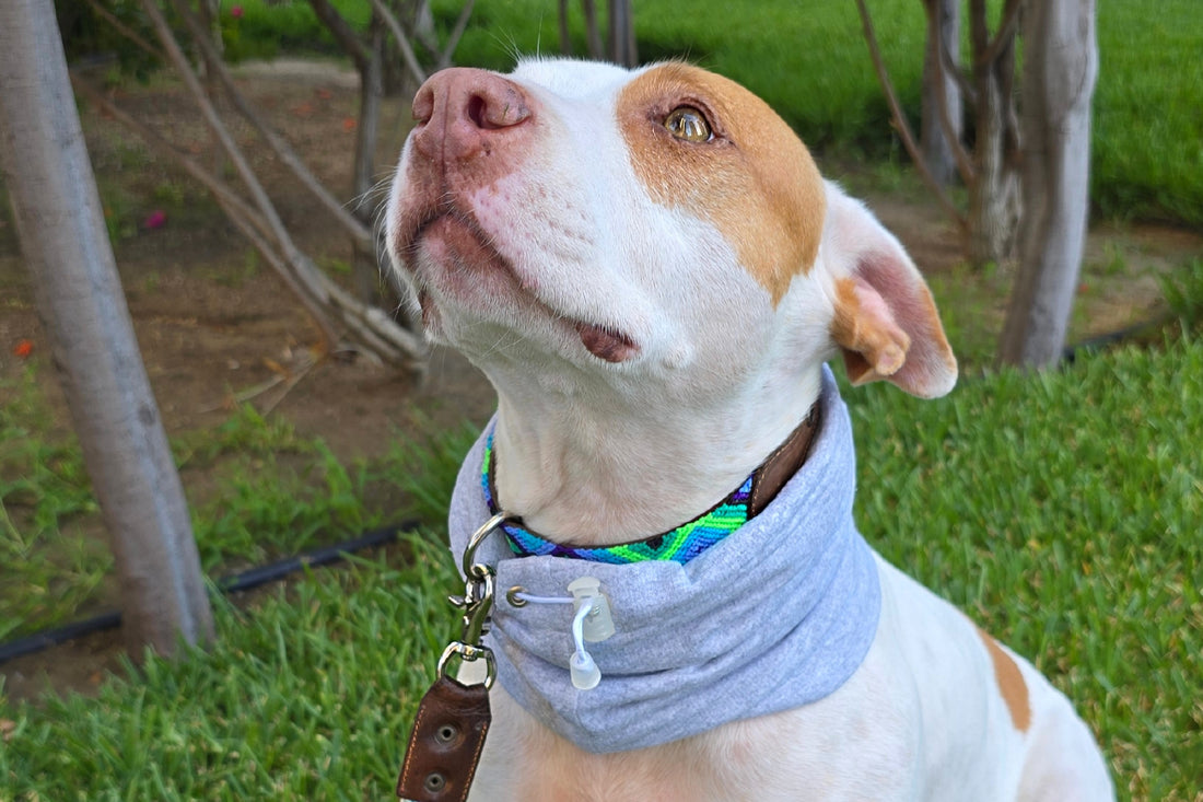 El collar ¡MÁS COOL!