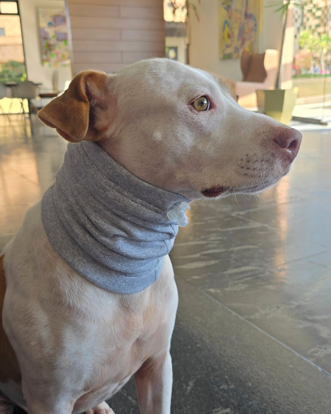 Snood Trendy Gris 🩶