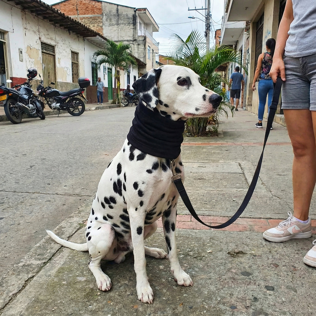 Snood Trendy Negro 🖤