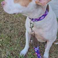 La correa ¡MÁS CHIC!