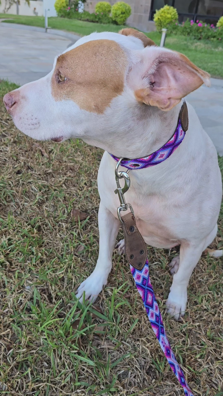 La correa ¡MÁS CHIC!