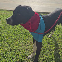 Snood Trendy Rojo ❤️