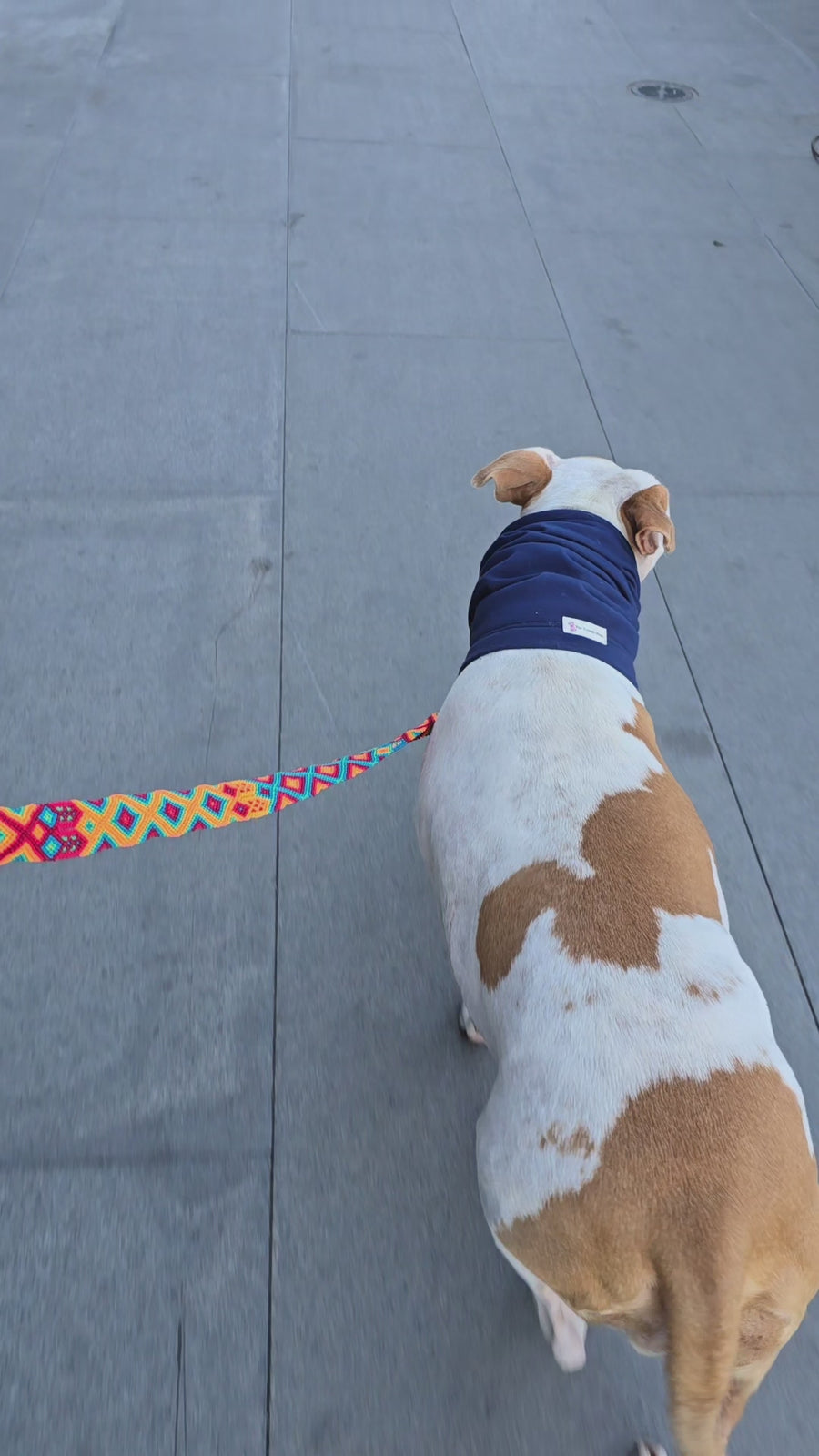 La correa ¡MÁS PERRONA!