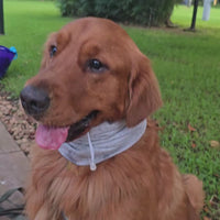 Snood Trendy Gris 🩶